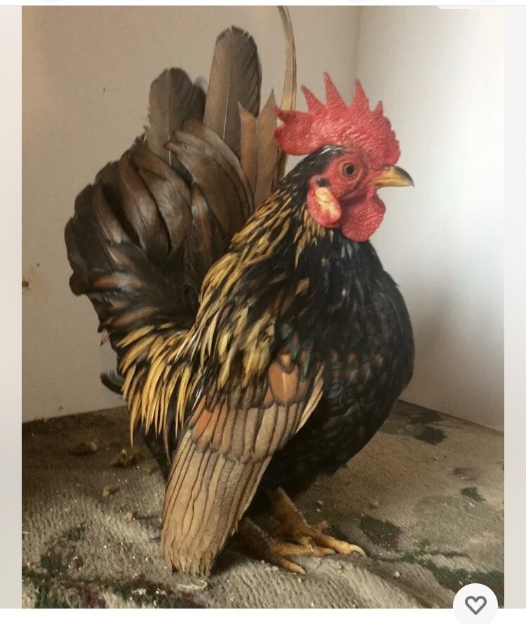 9 + 3 SQ Fresh Serama Hatching Eggs Splash Blue Black Chocolate Mottled! NPIP