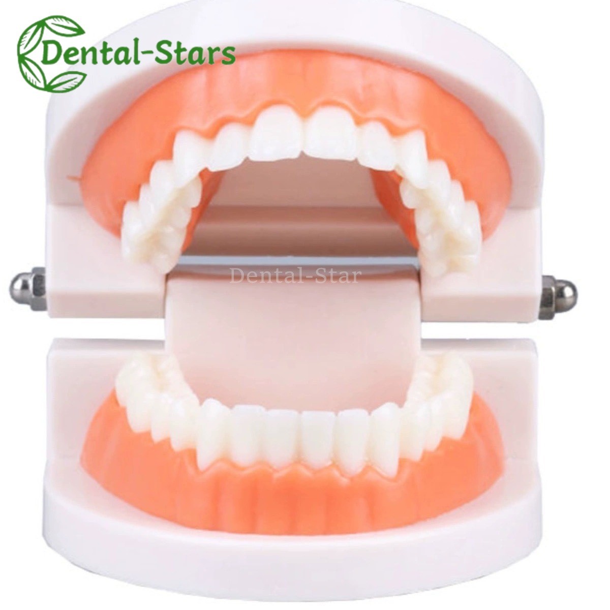 Dental False Teeth Model Kid Child Teach Study Demonstration Adult Standard Mode
