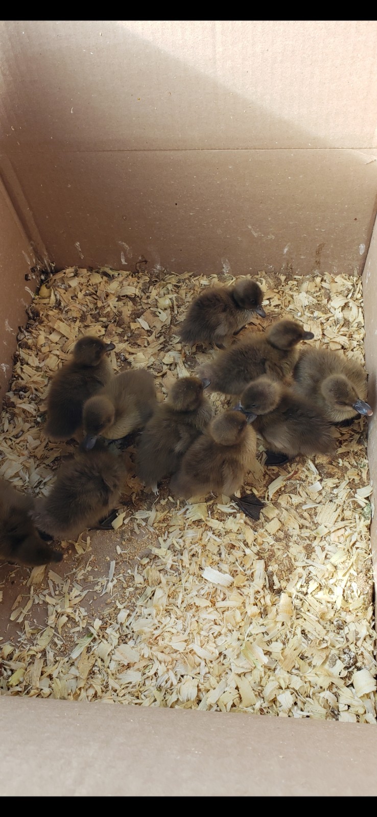 Purebred Khaki Campbell Duck Hatching Eggs – 12+ Fresh and Fertile