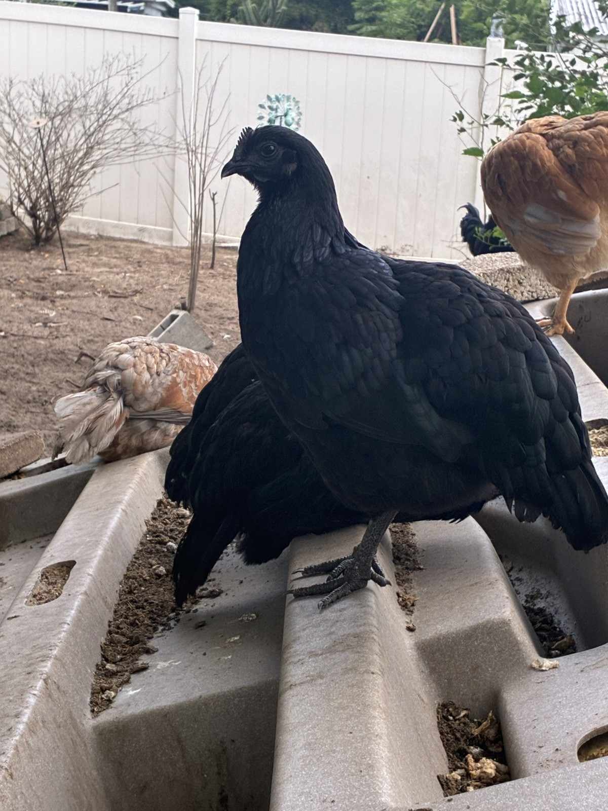 12+6 Fresh Fertile Hatching Eggs, Blue, Green, Mint, Olive, BYM +Cemani +
