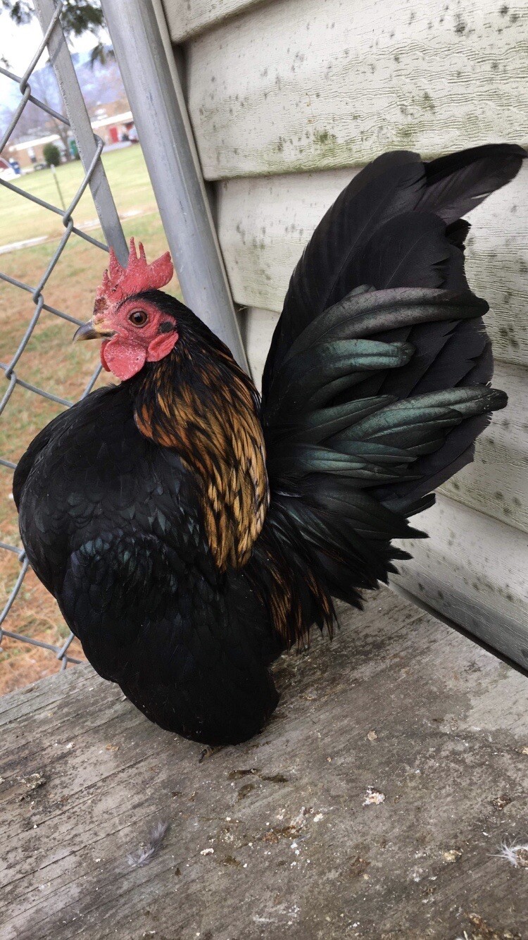 9 + 3 SQ Fresh Serama Hatching Eggs Splash Blue Black Chocolate Mottled! NPIP