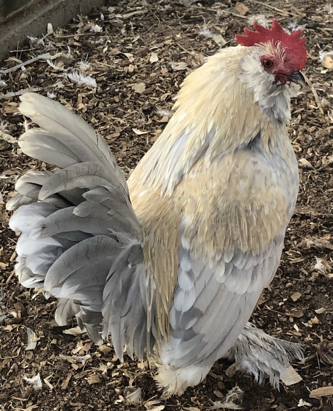6 + PORCELAIN D’UCCLE BANTAM Fresh Hatching Eggs. Laying Now.