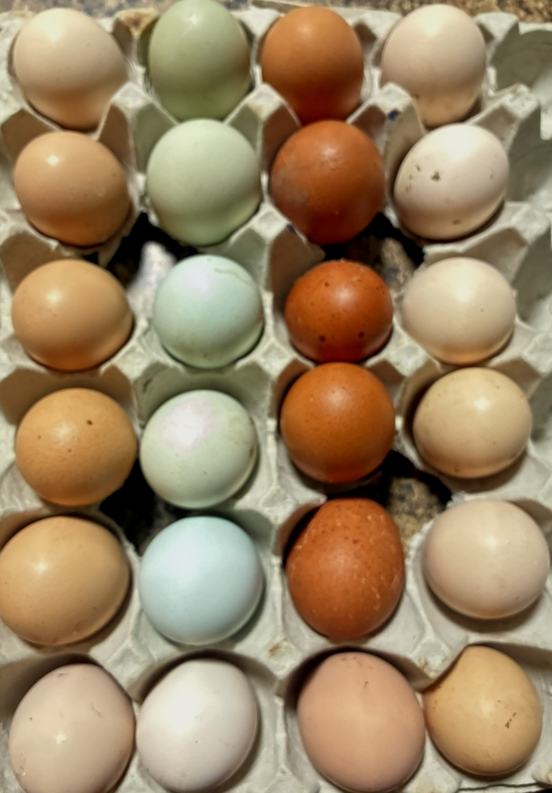 12+6 Fresh Fertile Hatching Eggs, Blue, Green, Mint, Olive, BYM +Cemani +