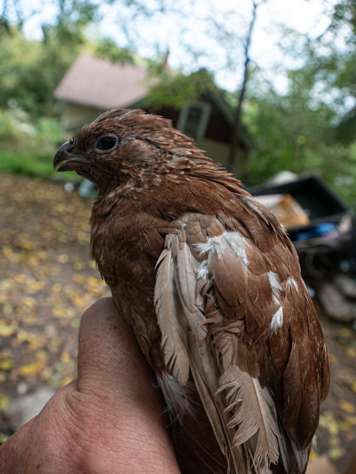 15+ Bobwhite mutation mix Hens Choice Eggs