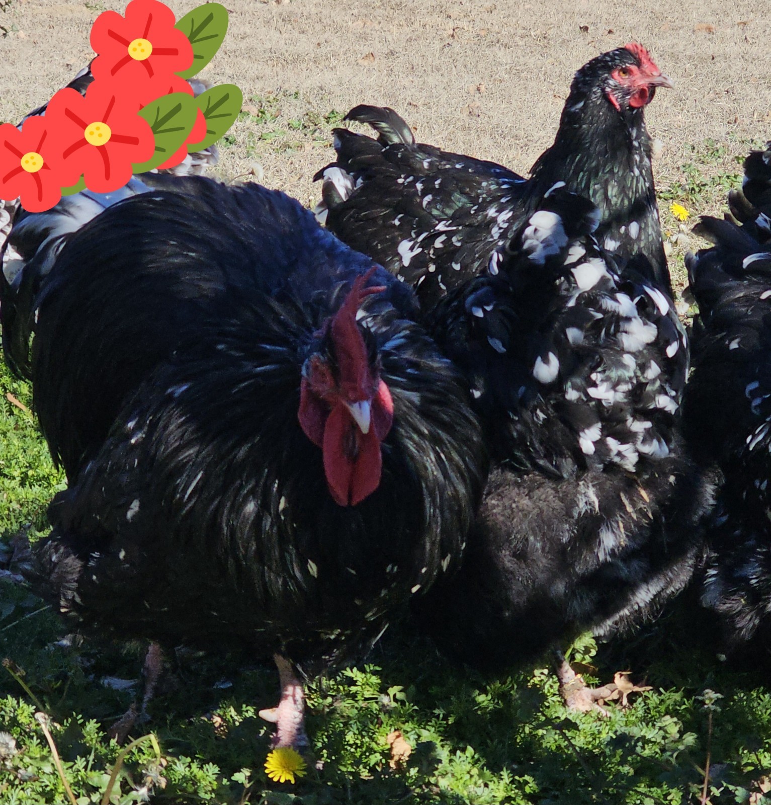 8+ English Mottled Orpington Hatching Eggs