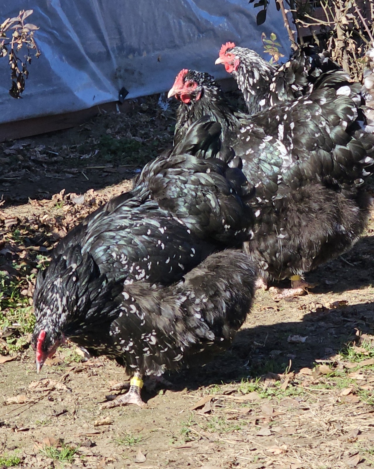 8+ English Mottled Orpington Hatching Eggs