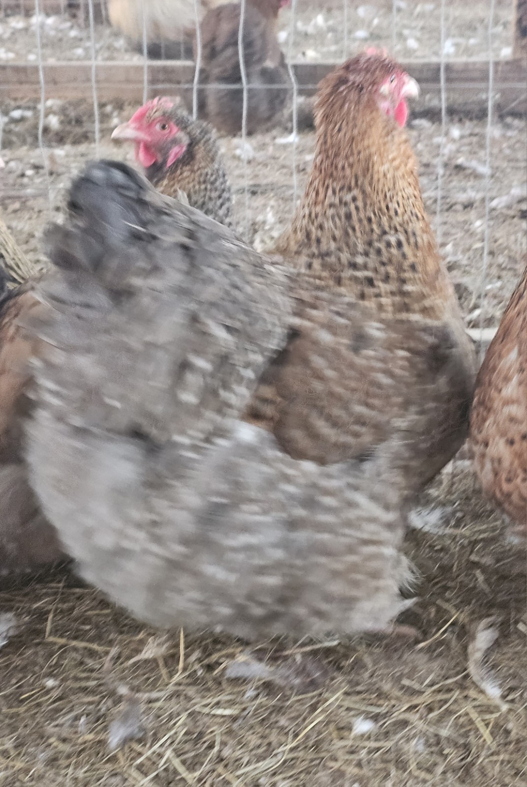 8+ English Crele orpington Hatching Eggs