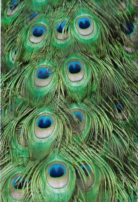 100 10×13 Peacock Feathers Designer Poly Mailers Envelopes Boutique Custom Bags