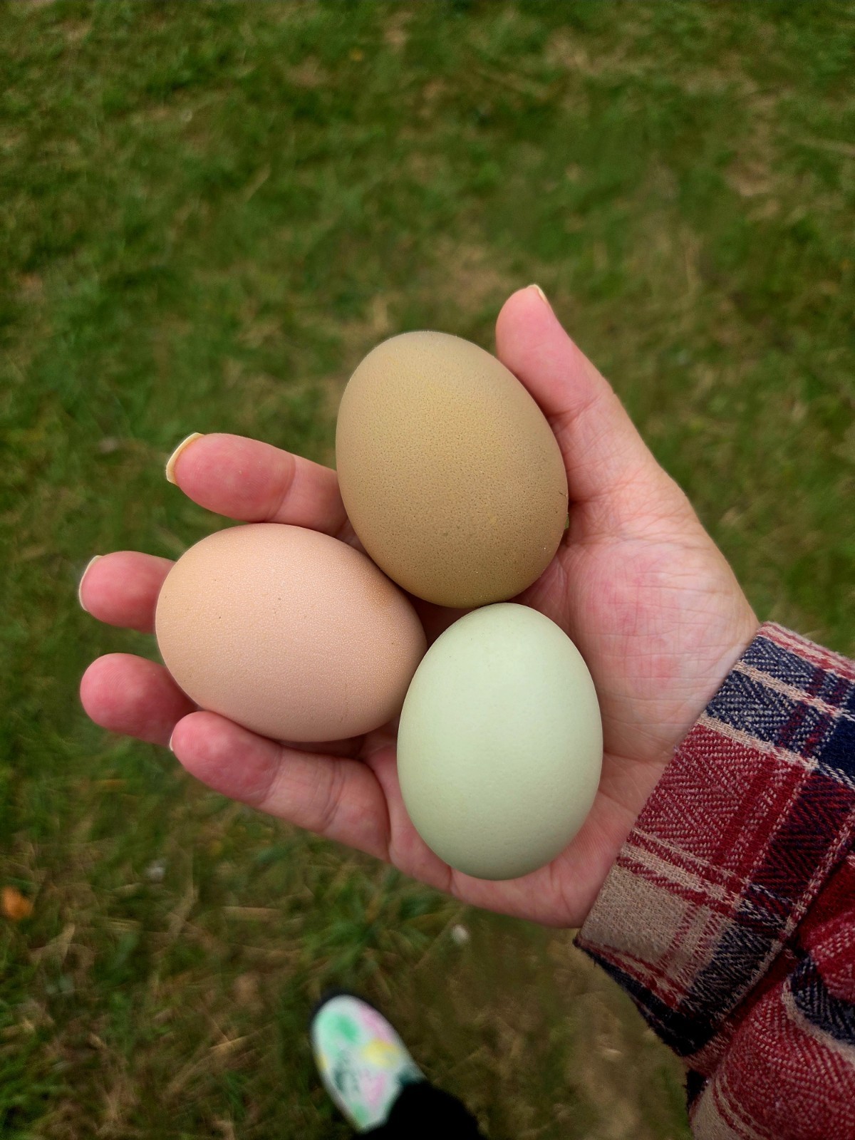 One Dozen Rainbow Hatching Eggs! Speckled, Heavy Bloom, Mint, Olive, Pink +