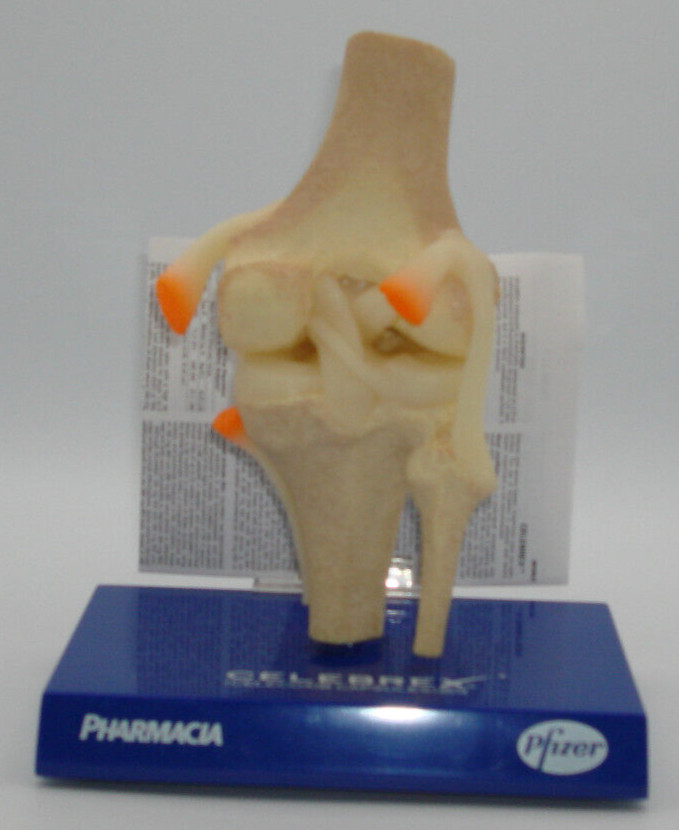 Plastic Model of Human Knee w/Stand – Pfizer/Pharmacia – Pre-owned