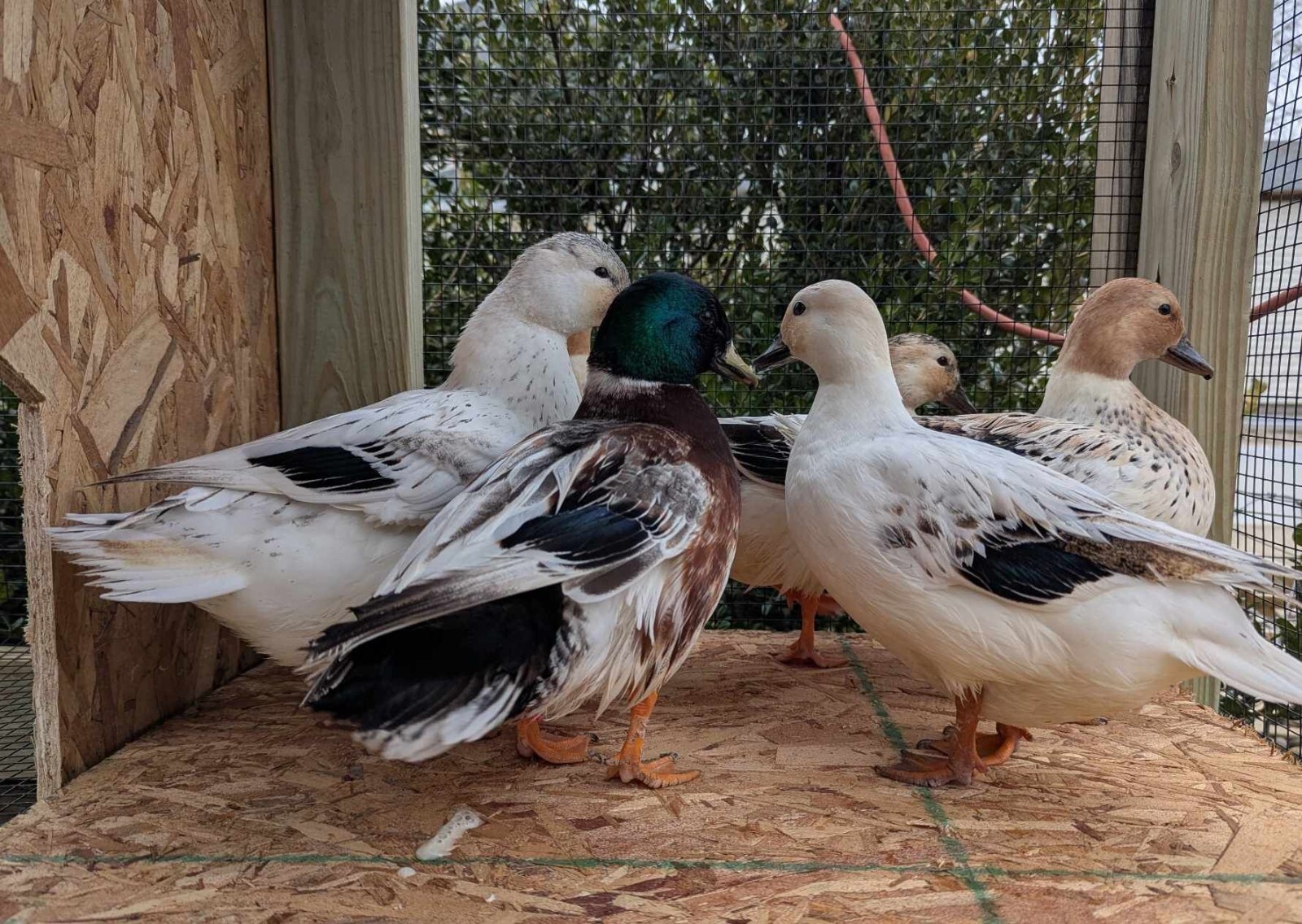 10+ Call Duck Hatching Eggs, snowy, white, penciled, grey, silver, blue fawn