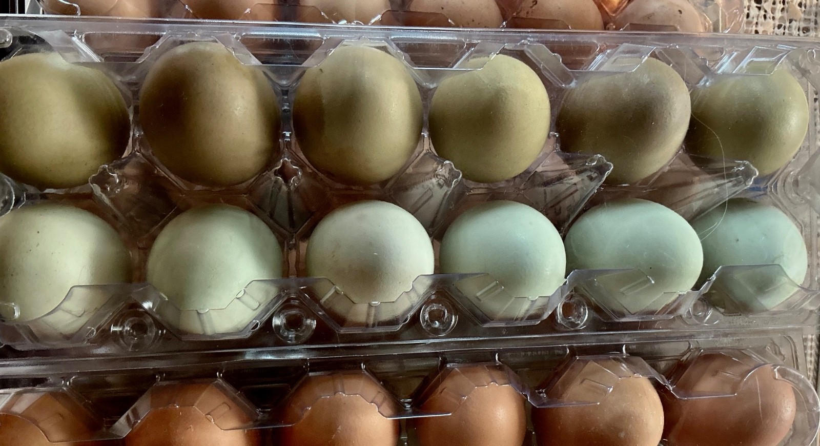 Blue, Green and Olive Hatching Eggs, (12), Mixed Barnyard Flock.