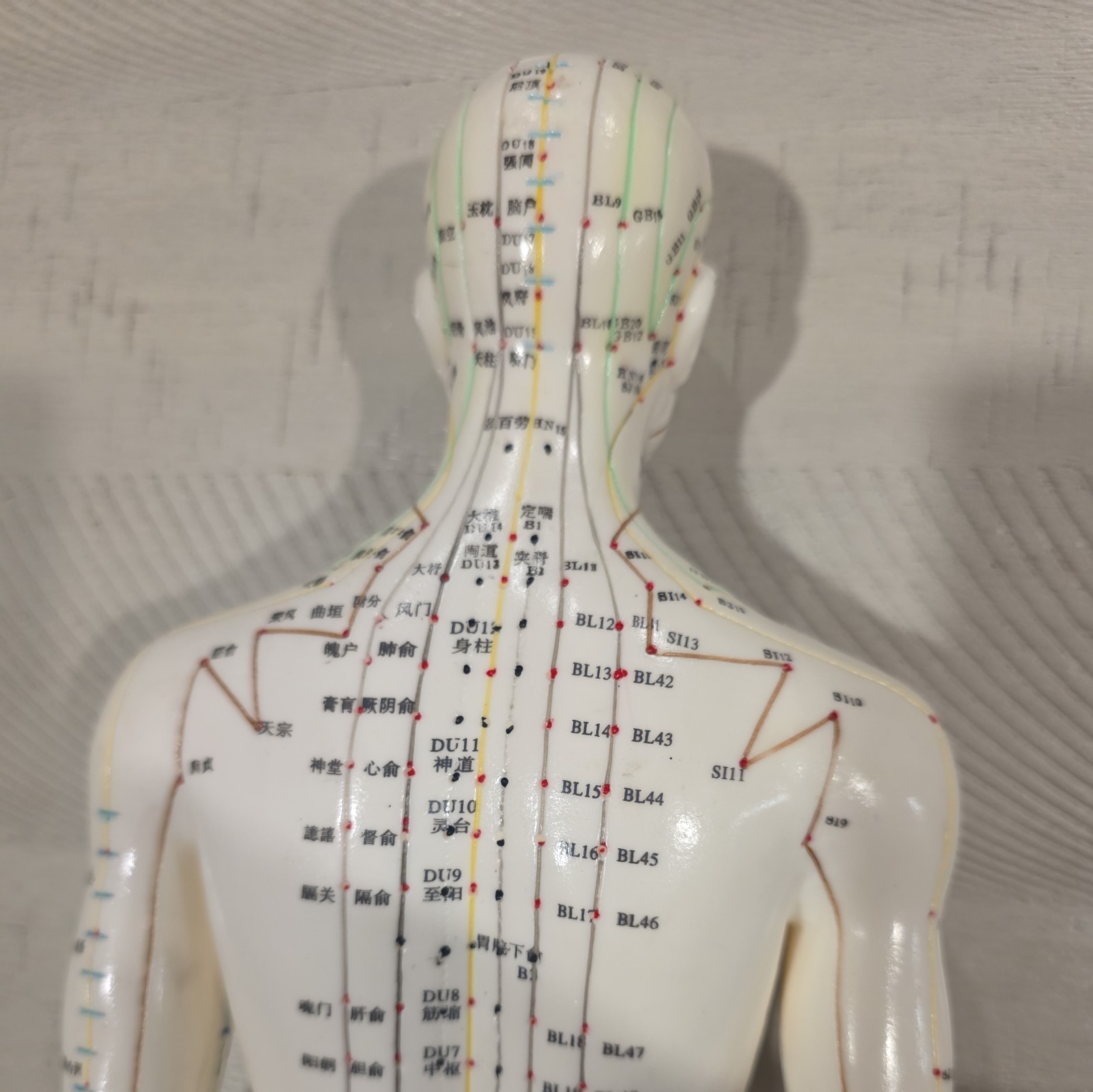 Male Acupuncture Model 20″ with Base Support Arm Chinese + English Points NIB