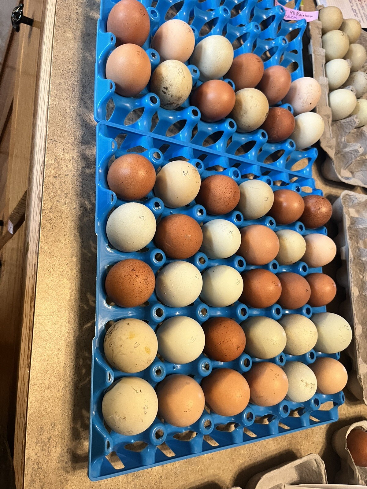 18 Rainbow Hatching Eggs Marans Olive Dark Fibro Bloom NPIP *read description*