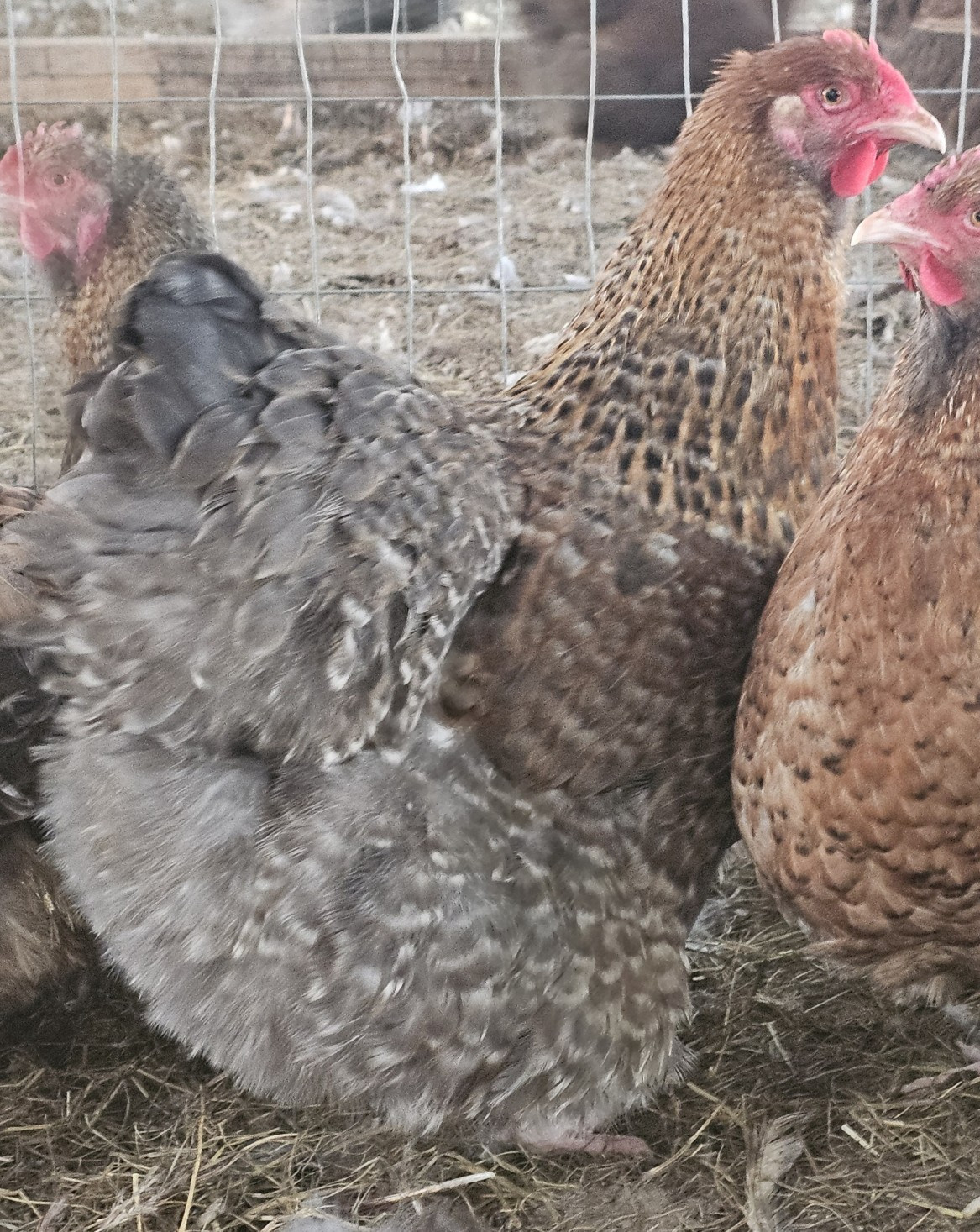 8+ English Crele orpington Hatching Eggs