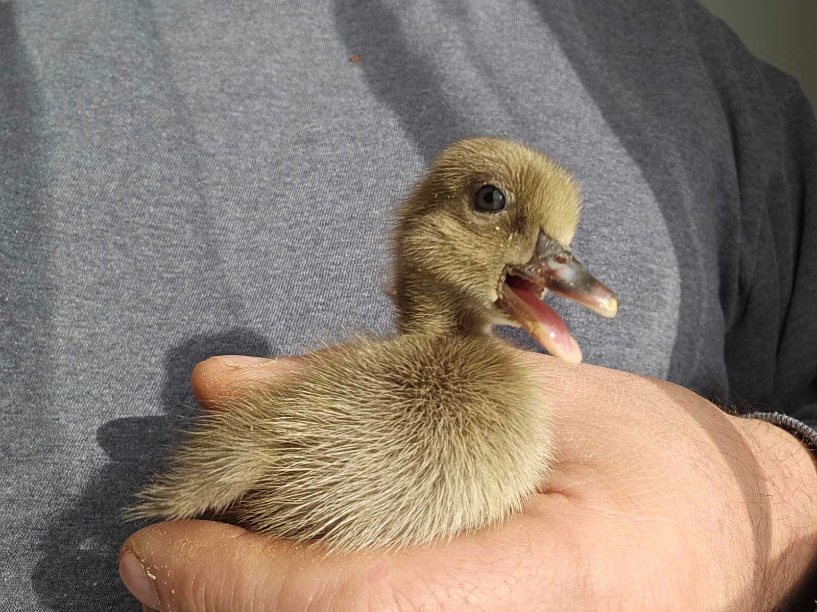 12+3 Khaki Campbell Fertile Hatching Eggs