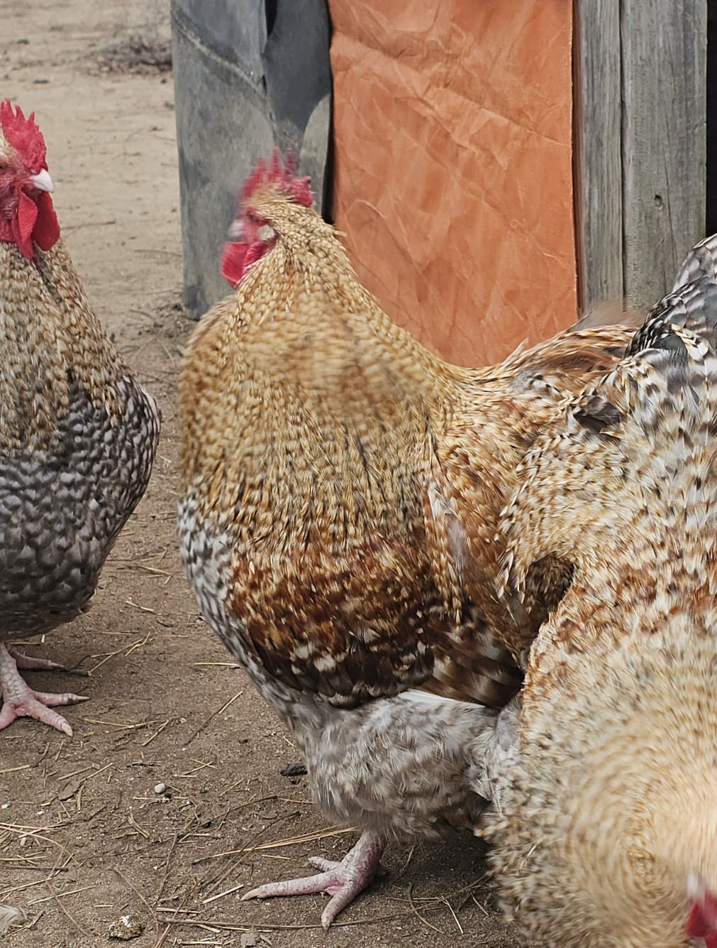 8+ English Crele orpington Hatching Eggs