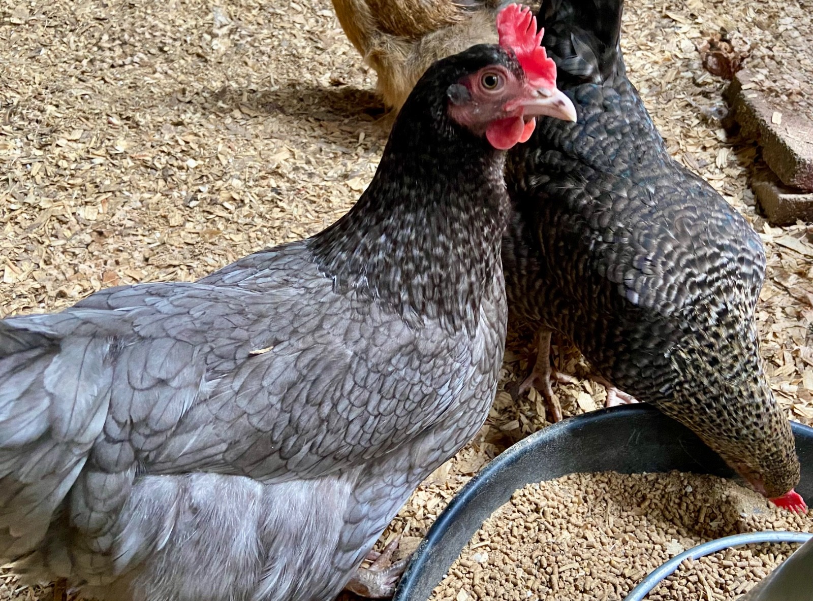 Blue, Green and Olive Hatching Eggs, (12), Mixed Barnyard Flock.