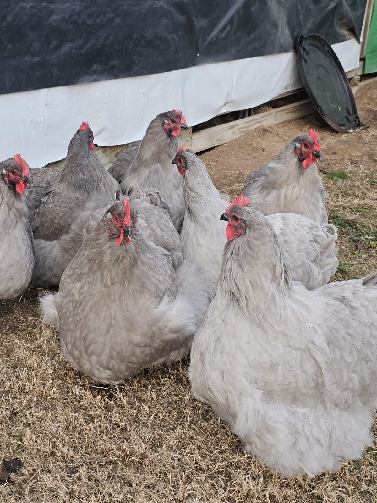 8+ English Lavender Orpington Hatching Eggs