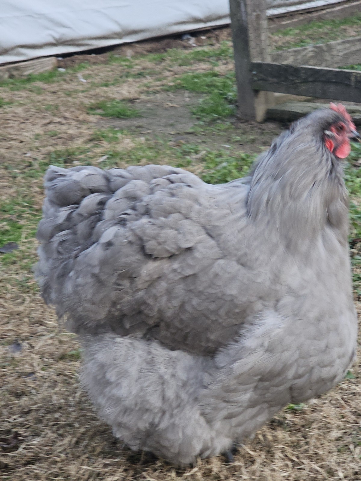 8+ English Lavender Orpington Hatching Eggs
