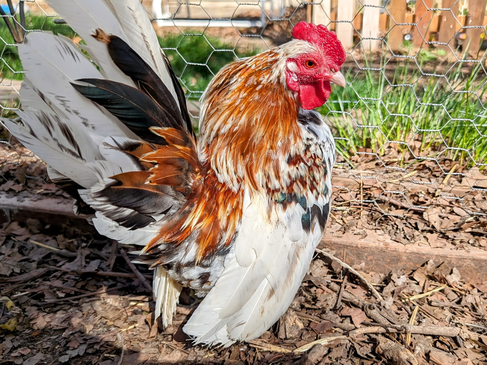 10++ eggs: Serama Bantam Chicken Hatching Eggs-Pocket, Teacup, Tiny