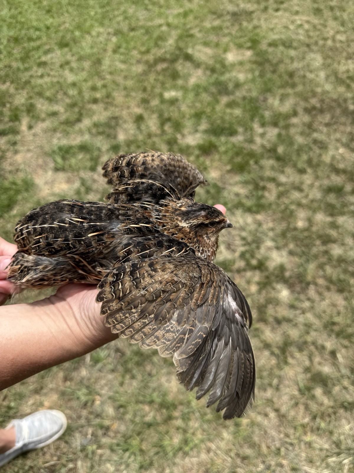 15+ RARE COLORS Coturnix Quail Hatching Eggs NPIP AI Free