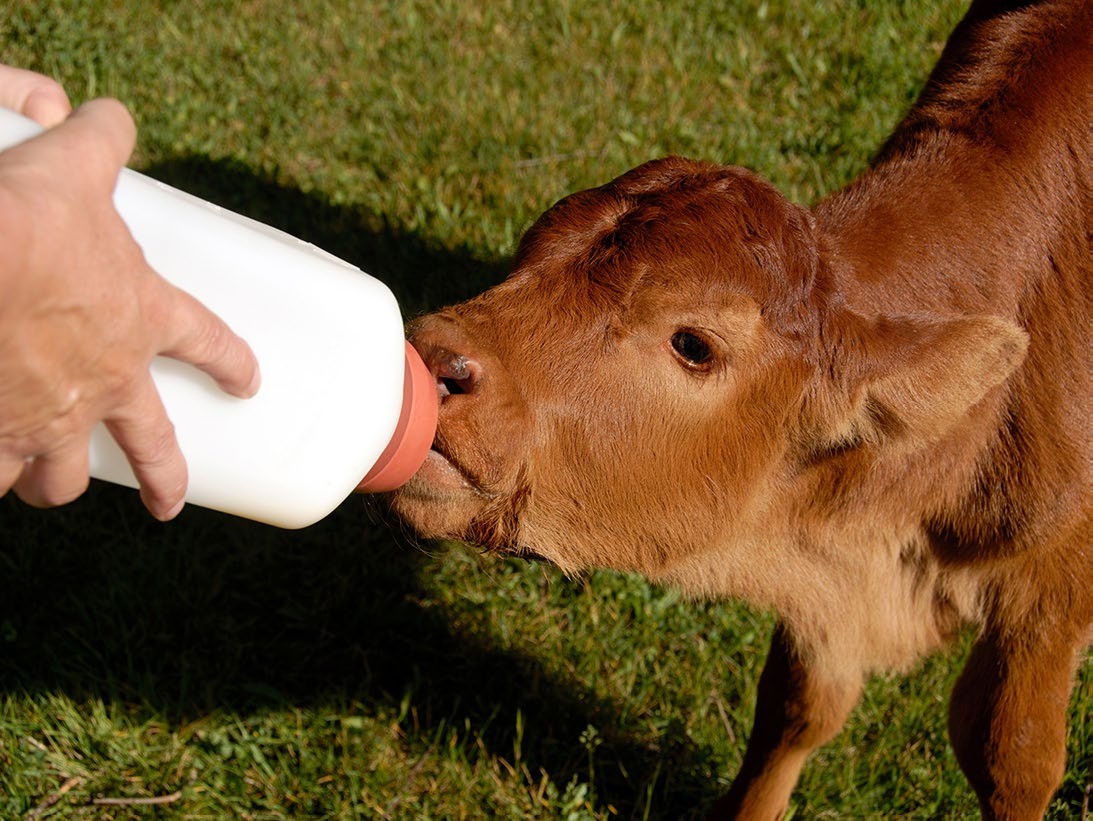 Little Giant 2 Quart Nursing Bottle With Screw On Nipple For Calf & Lamb Nursing