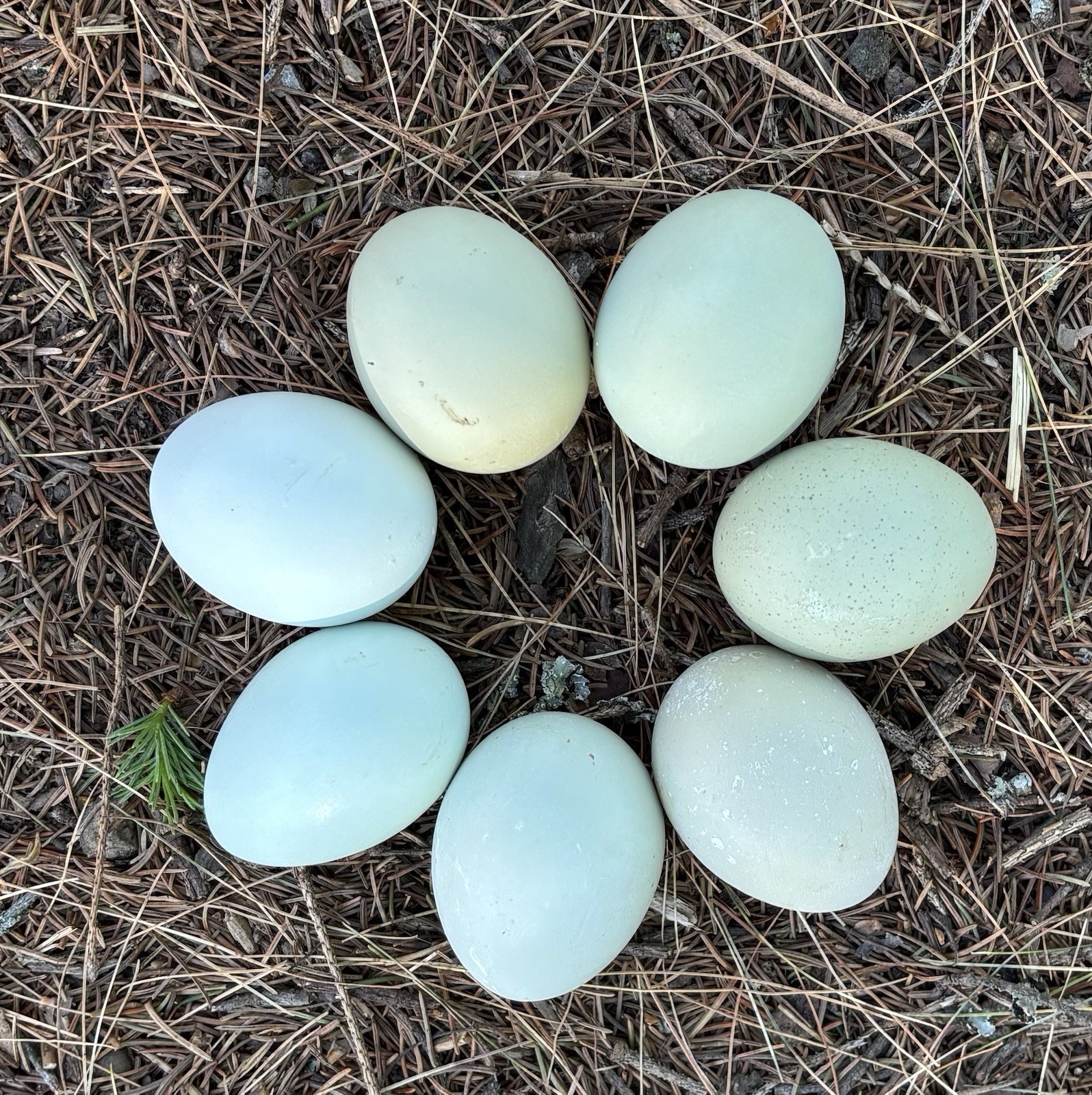 Mixed Breed Blue/Green Hatching Eggs (18 Eggs)