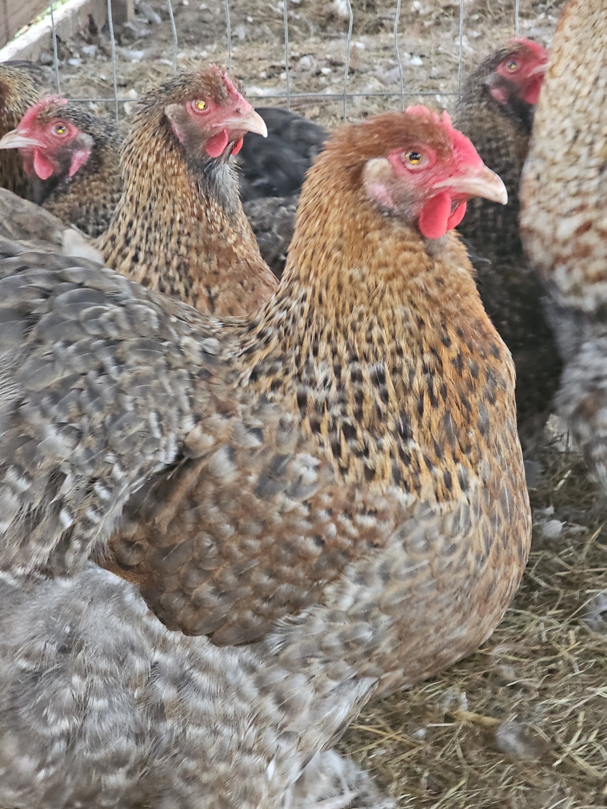 8+ English Crele orpington Hatching Eggs