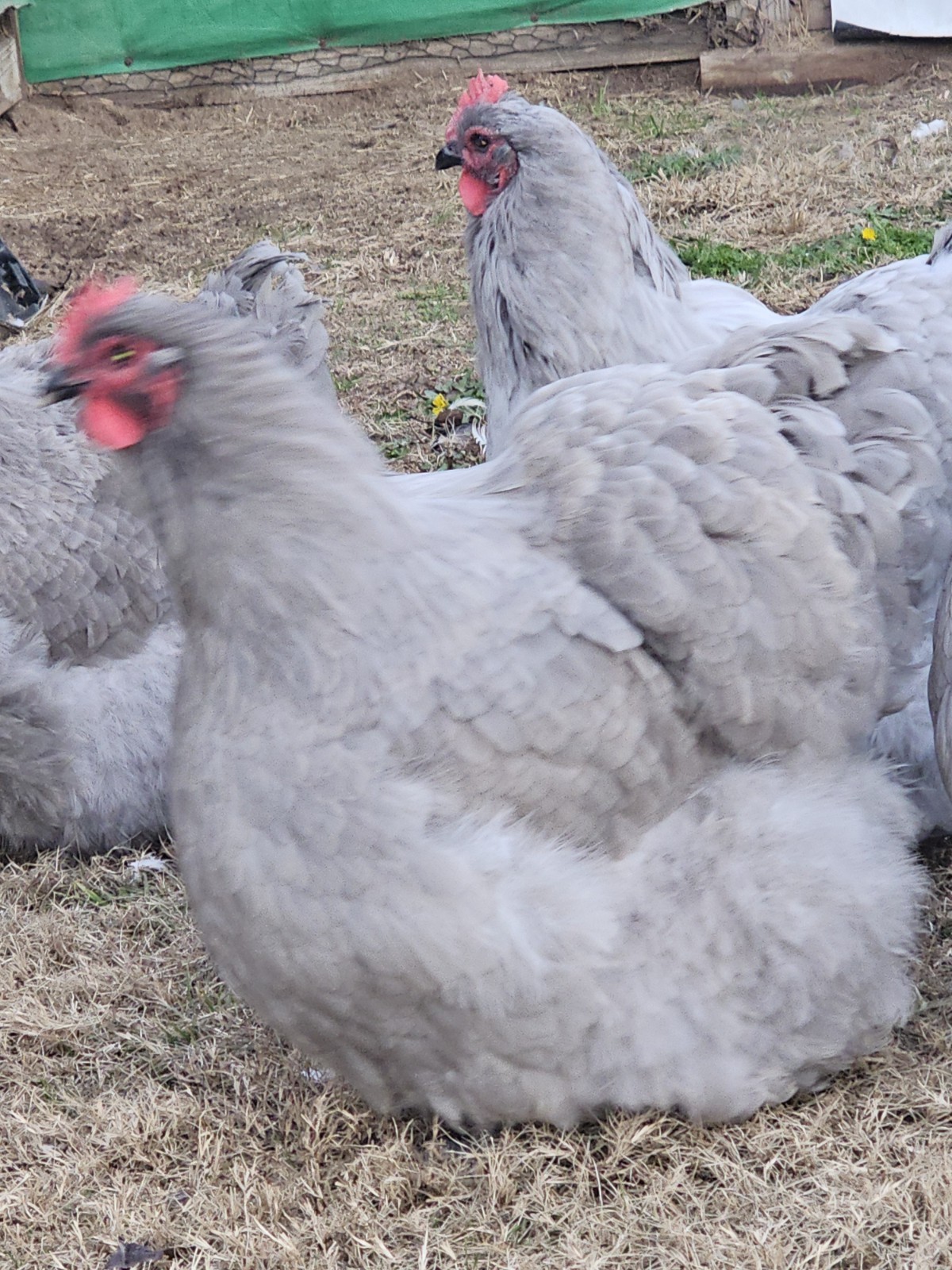 8+ English Lavender Orpington Hatching Eggs