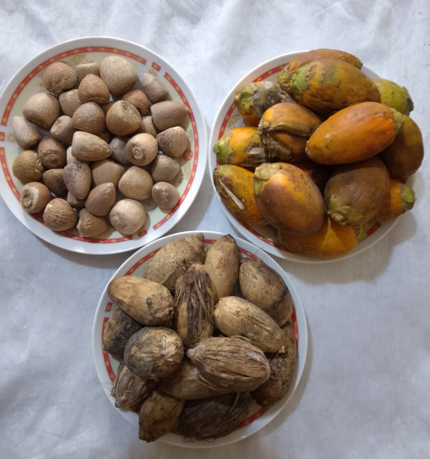 Natural Dry Areca Nut | Sun Dried | Chemical Free | From Sri Lanka