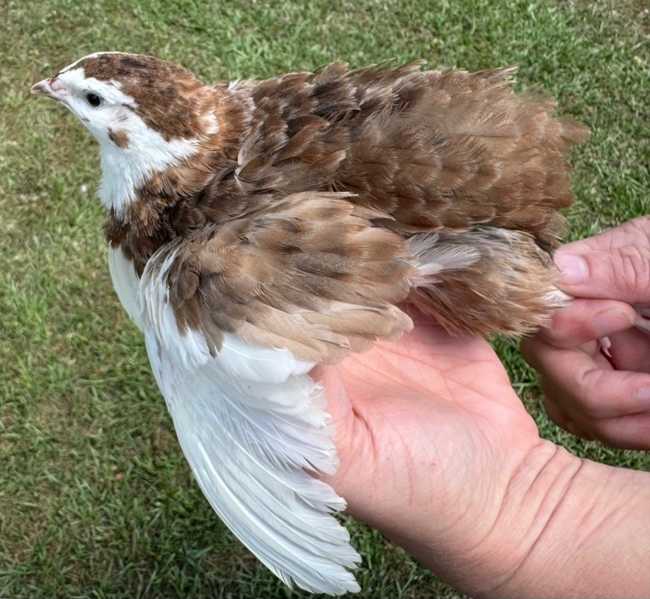 15+ RARE COLORS Coturnix Quail Hatching Eggs NPIP AI Free