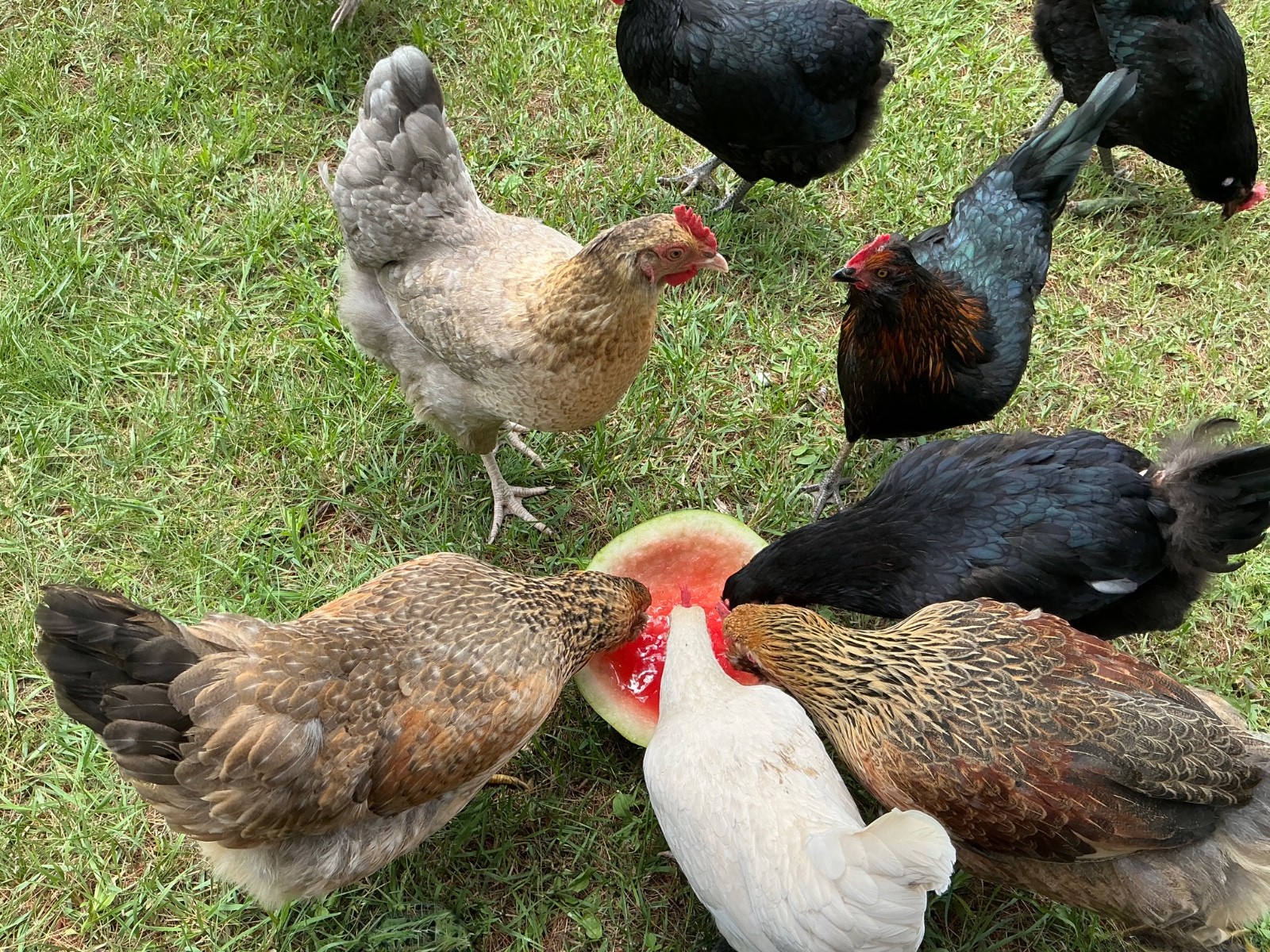 Blue, Green and Olive Hatching Eggs, (12), Mixed Barnyard Flock.