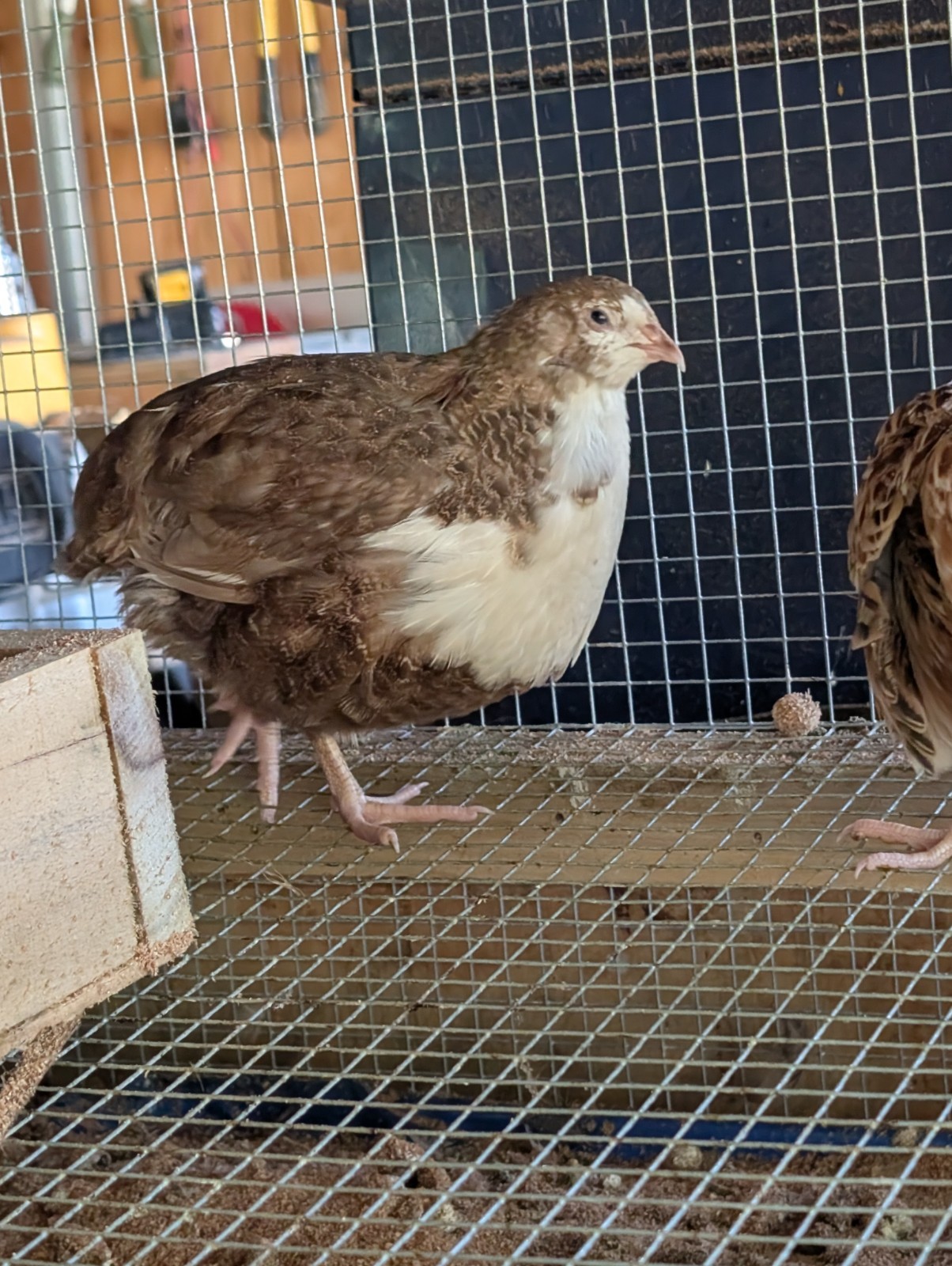 12 + Coturnix Quail Hatching Eggs. Jumbo, Pharoah, Italian, white And Others
