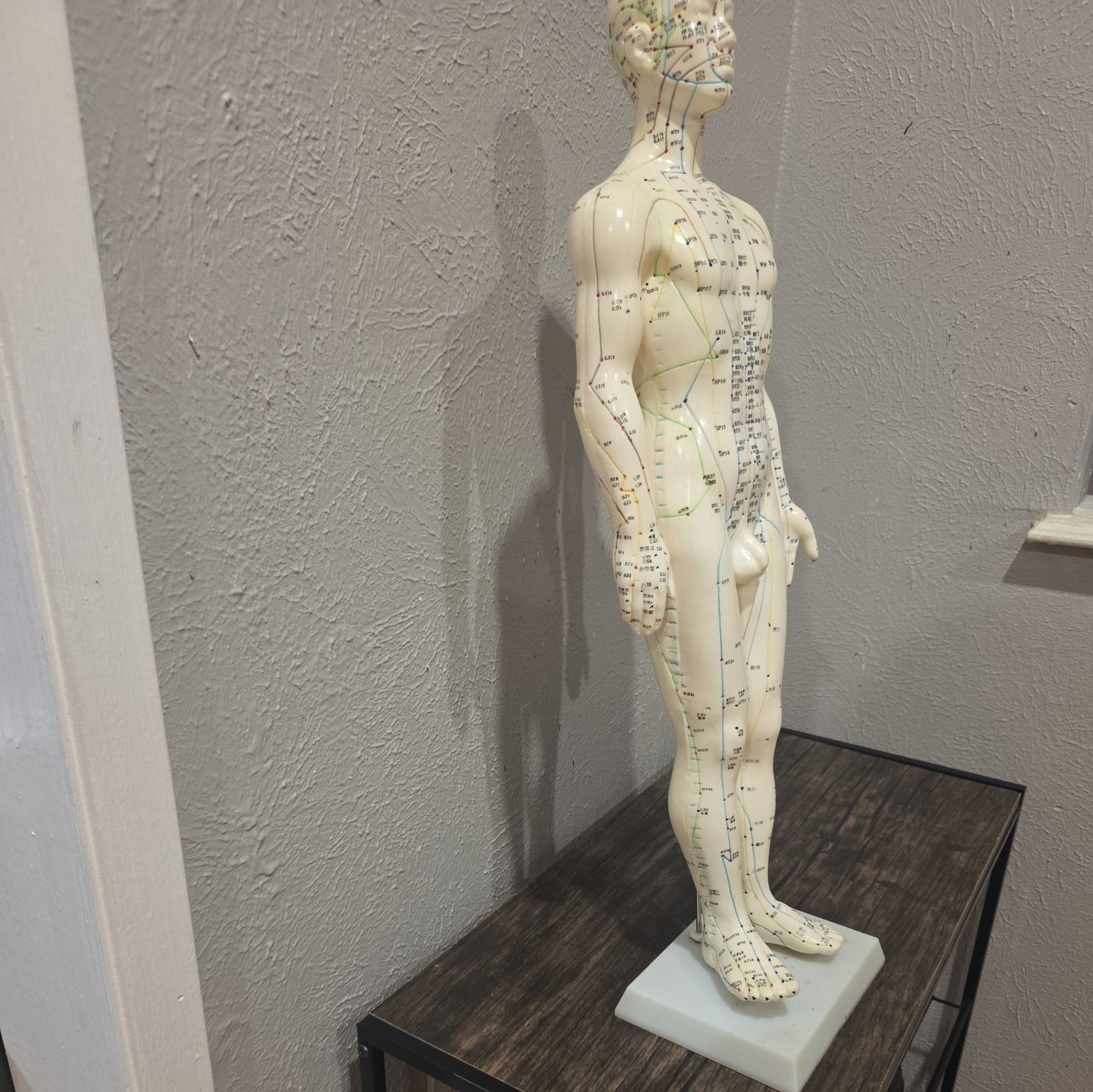 Male Acupuncture Model 20″ with Base Support Arm Chinese + English Points NIB