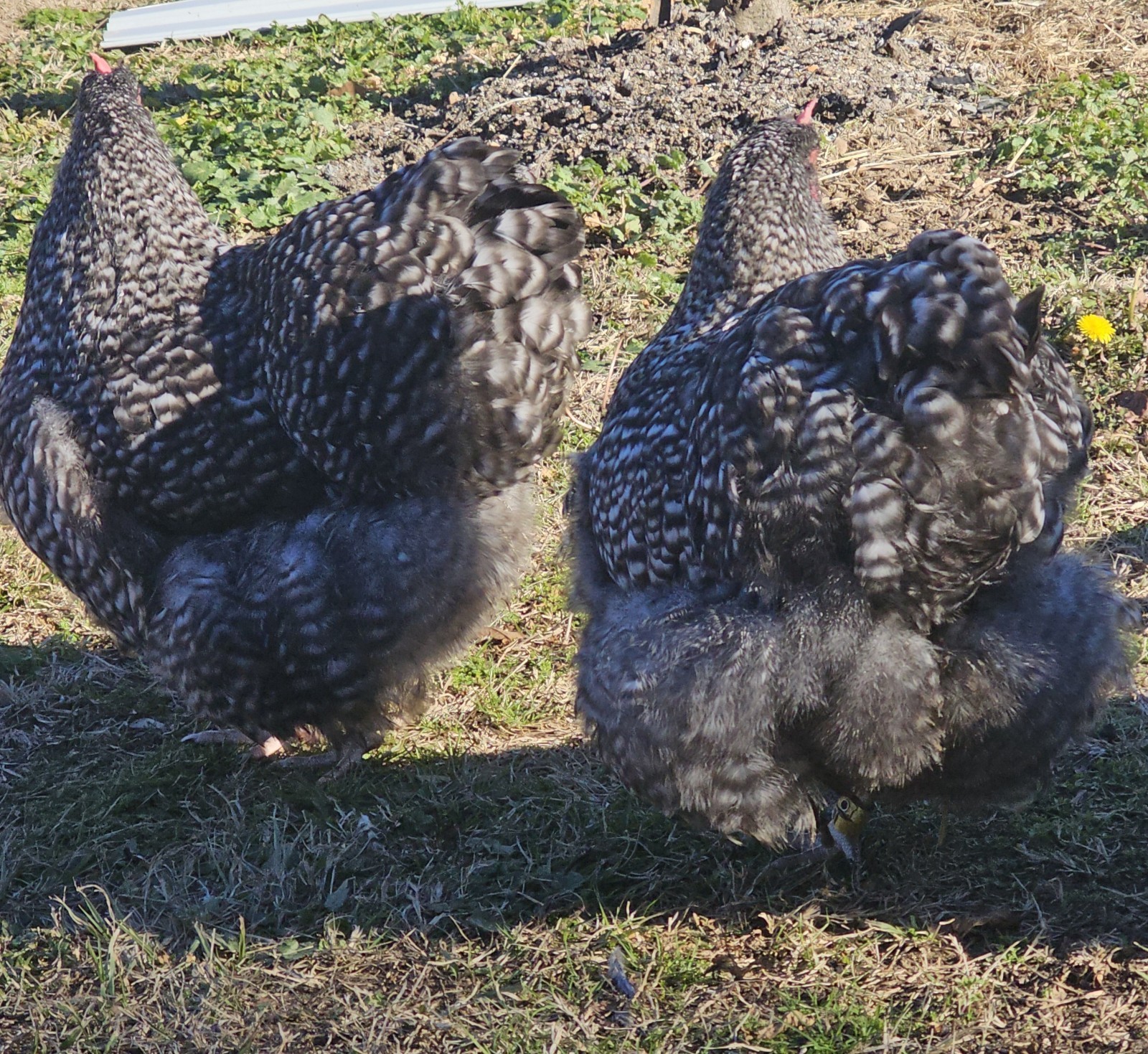 8+ English Black Cucko Orpington Hatching Eggs