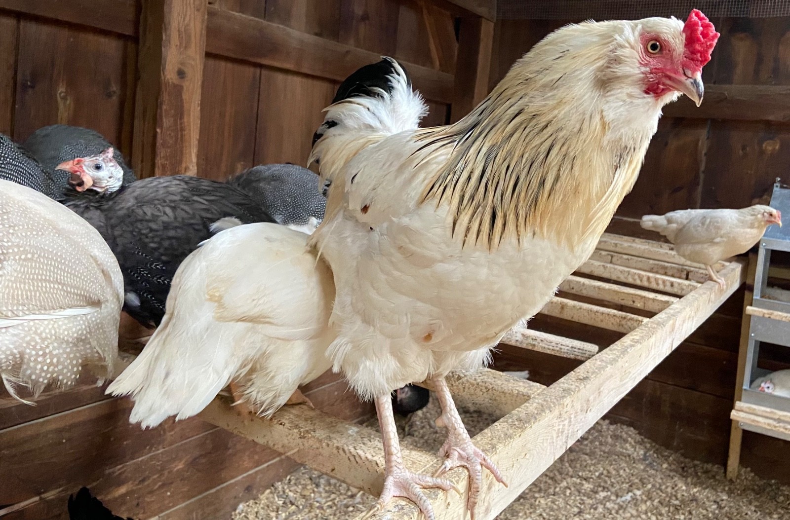Blue, Green and Olive Hatching Eggs, (12), Mixed Barnyard Flock.
