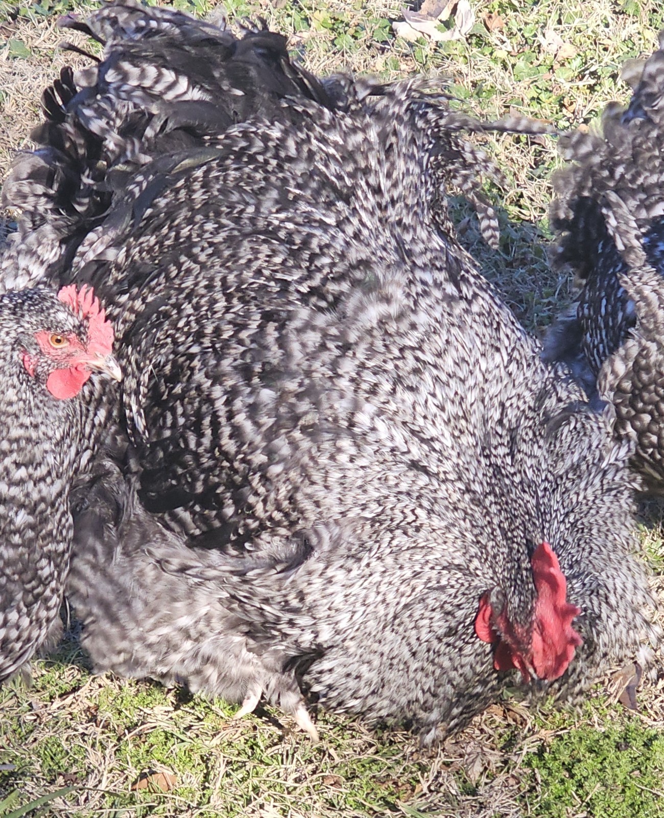 8+ English Black Cucko Orpington Hatching Eggs