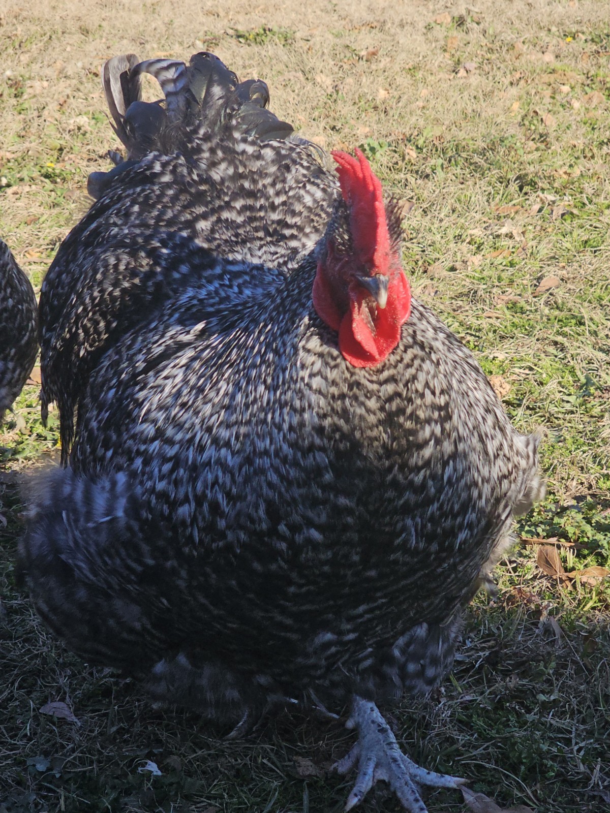 8+ English Black Cucko Orpington Hatching Eggs
