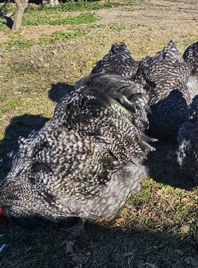 8+ English Black Cucko Orpington Hatching Eggs