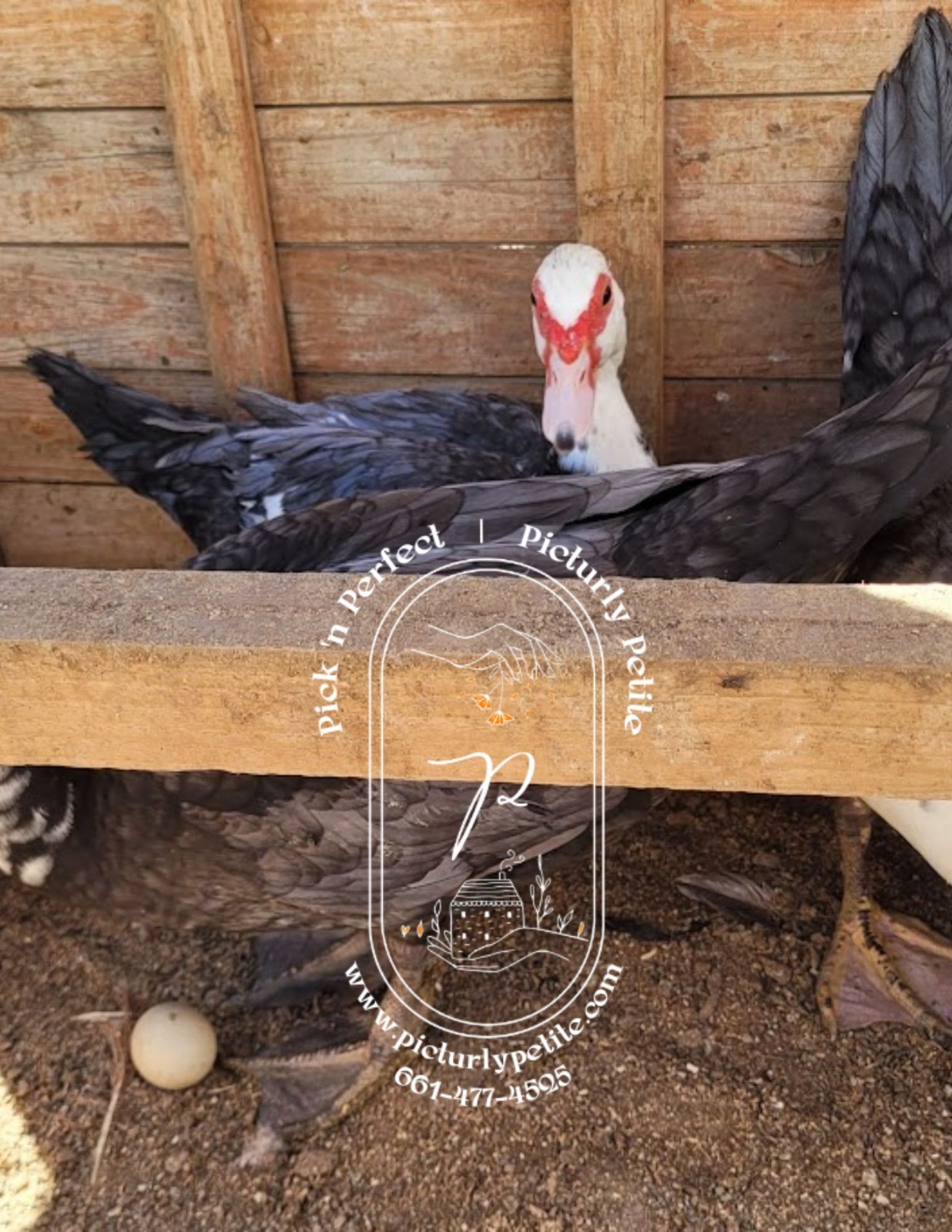 3 Muscovy Duck Hatching Eggs Fertility Tested White Grey Green Egg Waterfowl