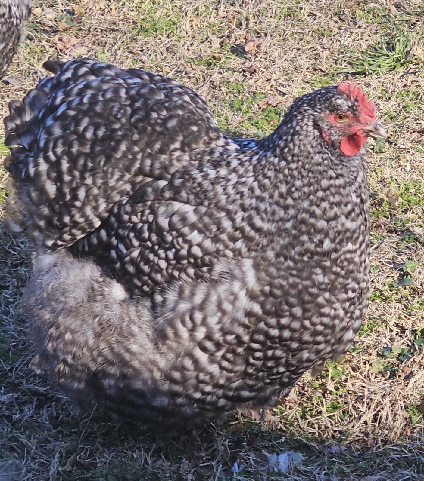 8+ English Black Cucko Orpington Hatching Eggs