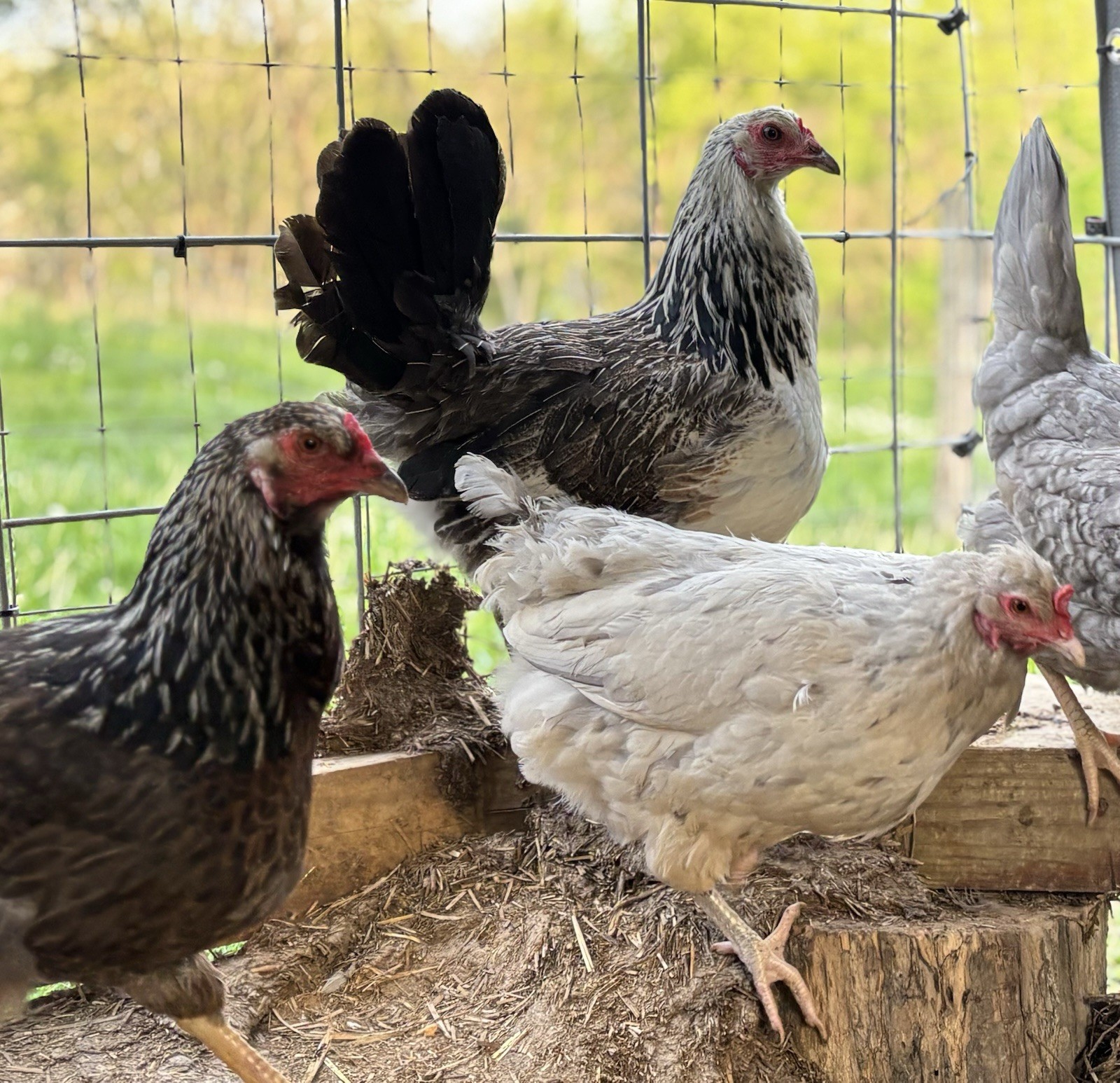 Mixed Breed Blue/Green Hatching Eggs (18 Eggs)