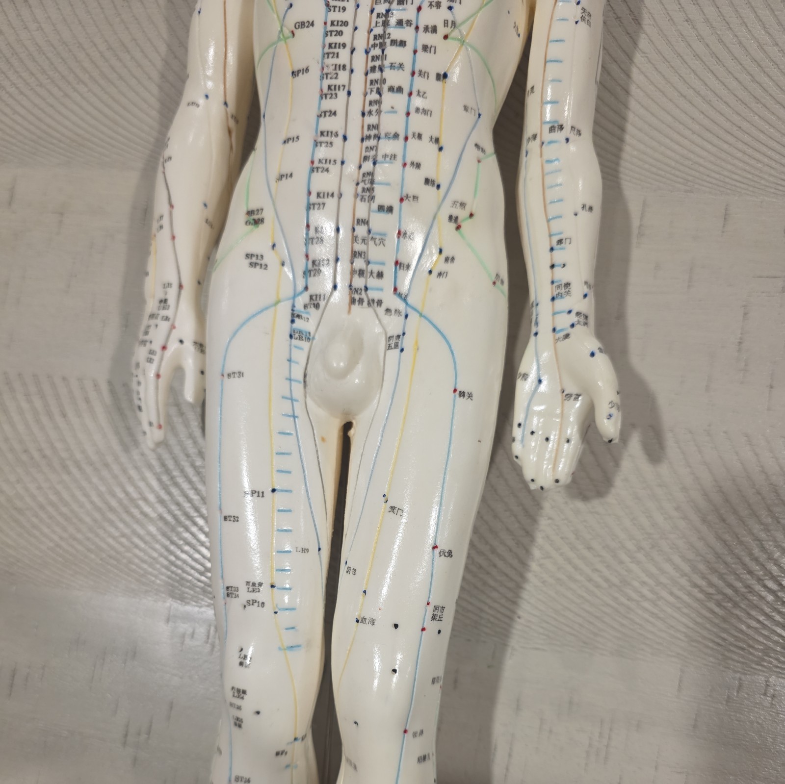 Male Acupuncture Model 20″ with Base Support Arm Chinese + English Points NIB