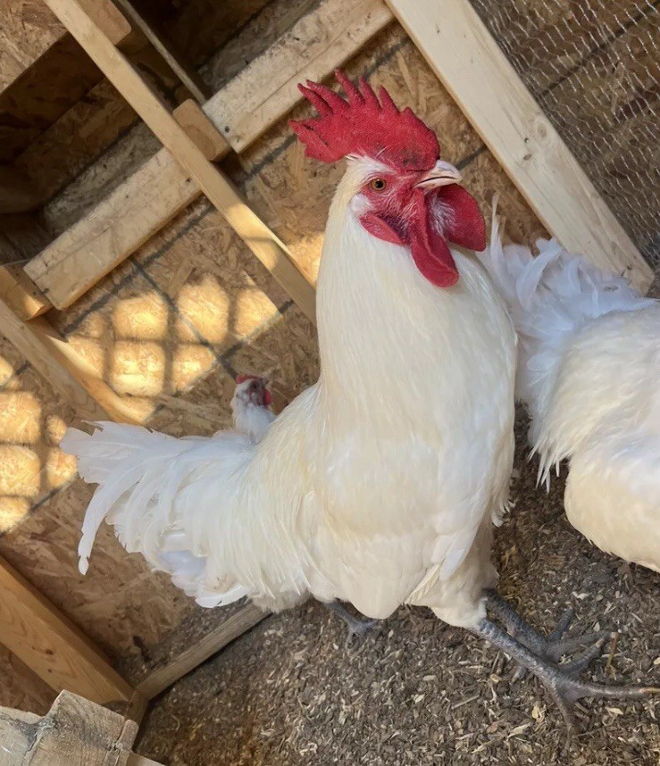 6+ American Bresse FRESH & FERTILE Hatching Eggs