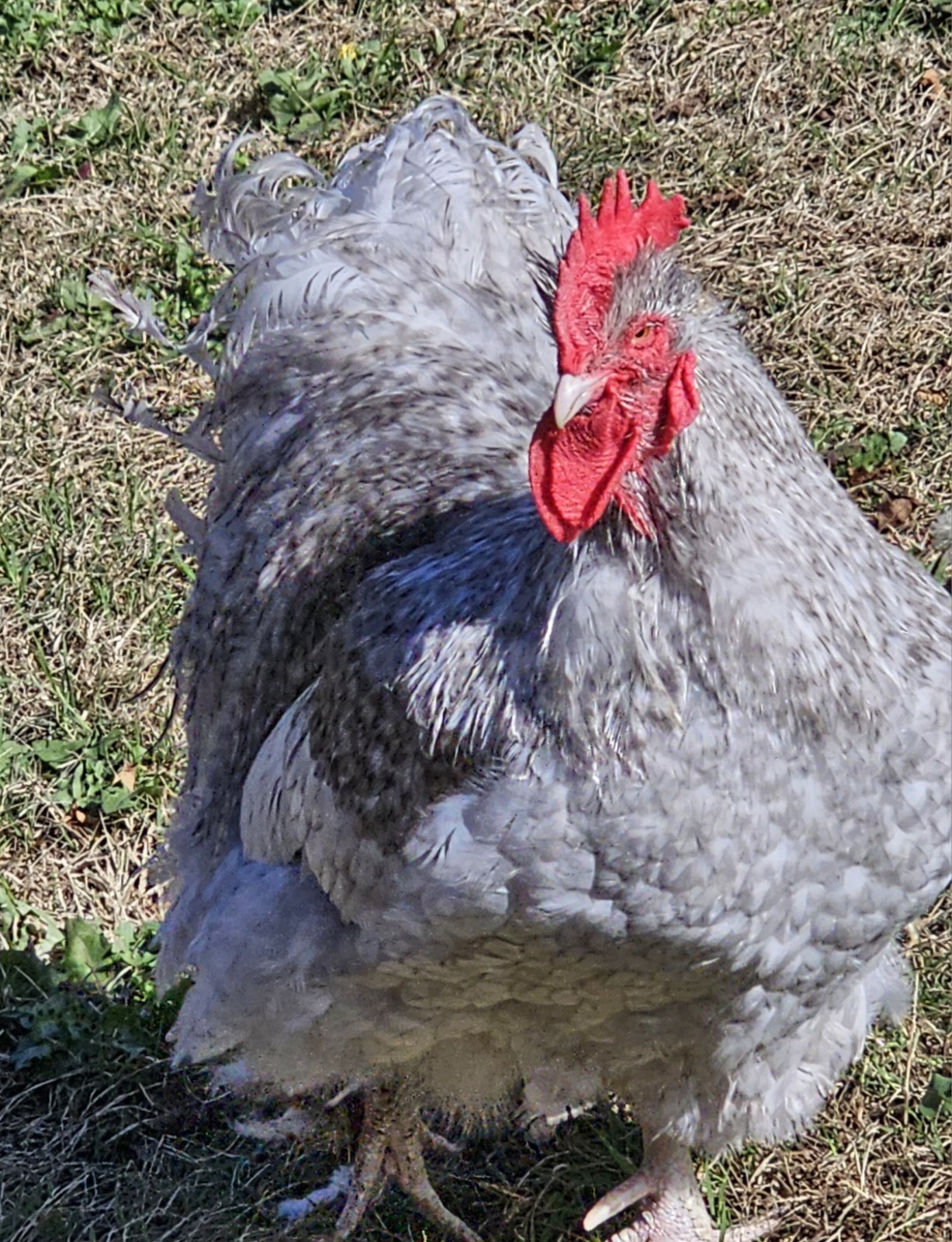 8+ English Lavender Cucko Orpington Hatching Eggs
