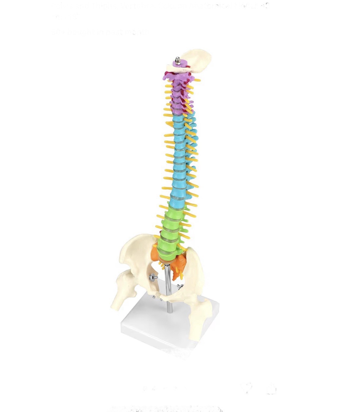 18″ Flexible Human Spine Model w/ Spinal Nerves Pelvis & Thighs Colored Teaching