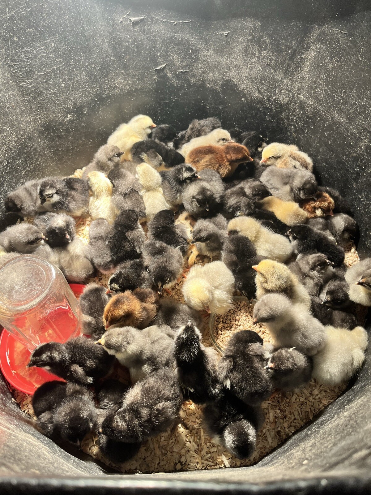 18 Rainbow Hatching Eggs Marans Olive Dark Fibro Bloom NPIP *read description*