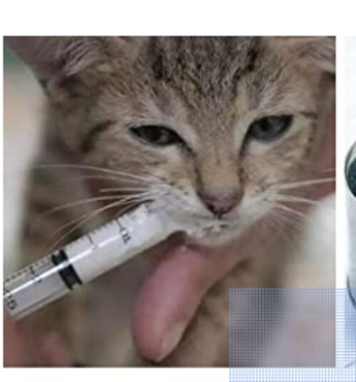 Disposable Syringe Whit catheter tip